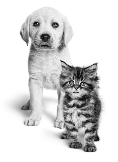 royal canin primi passi alfa-tec