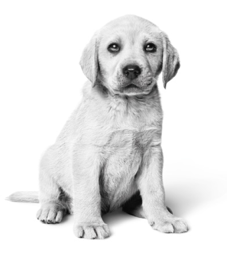 royal canin primi passi alfa-tec