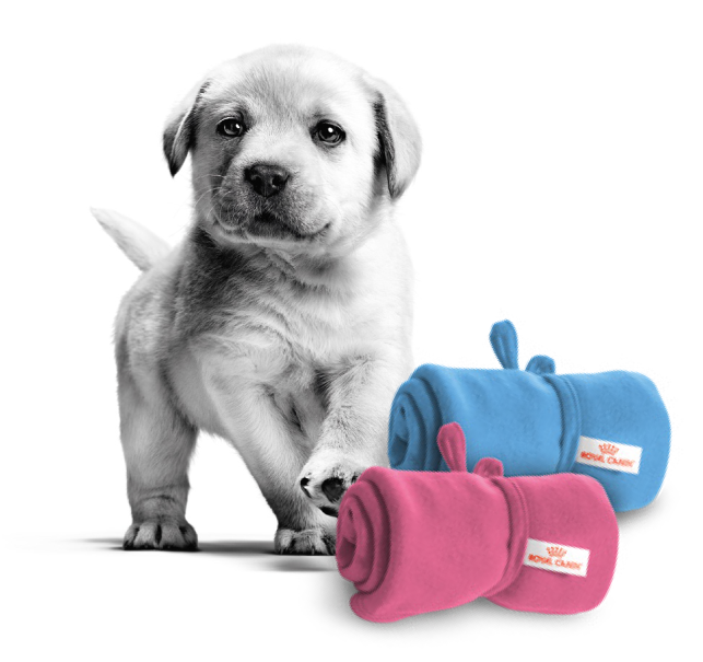 cucciolo3-coperta regalo coperta royal canin