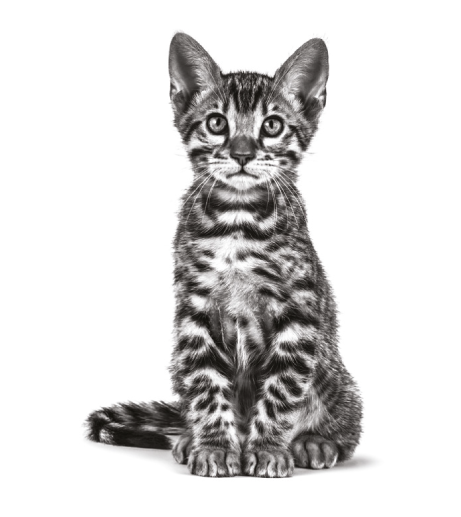 alfa-tec grosseto royal canin